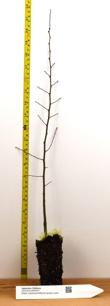 セルデりんご Japanese Zelkova (Zelkova serrata) - Specimens, Urban Street Trees