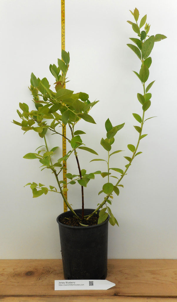 blueberry plants in pots Jersey Blueberry Plants- Large One Gallon Containers- Late Season