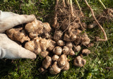 Jerusalem Artichoke Tubers for Planting - Heliantus Tuberosus - Freshly Dug