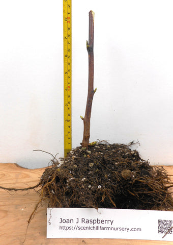 Joan J Thornless Ever Bearing Red Raspberry Canes -  Semi Dormant and Semi Bare Root Plants