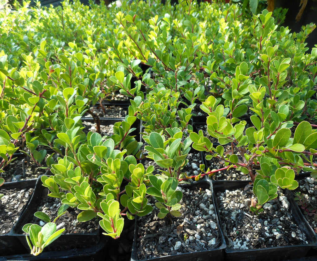 Kinnikinnick Ground Cover - Scenic Hill Farm Nursery