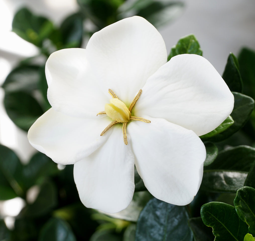 hardy flowering pot plants Gardenia jasminoides 'Kleim's Hardy' - Highly Fragrant Flowers