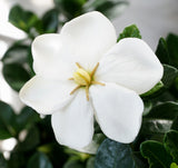 Gardenia jasminoides 'Kleim's Hardy' -  Highly Fragrant Flowers - 2 Year Old Potted Plant