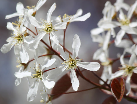 Serviceberry Lamarckii  (Amelanchier lamarckii) - Flowering tree with Edible Berries & Fall Color