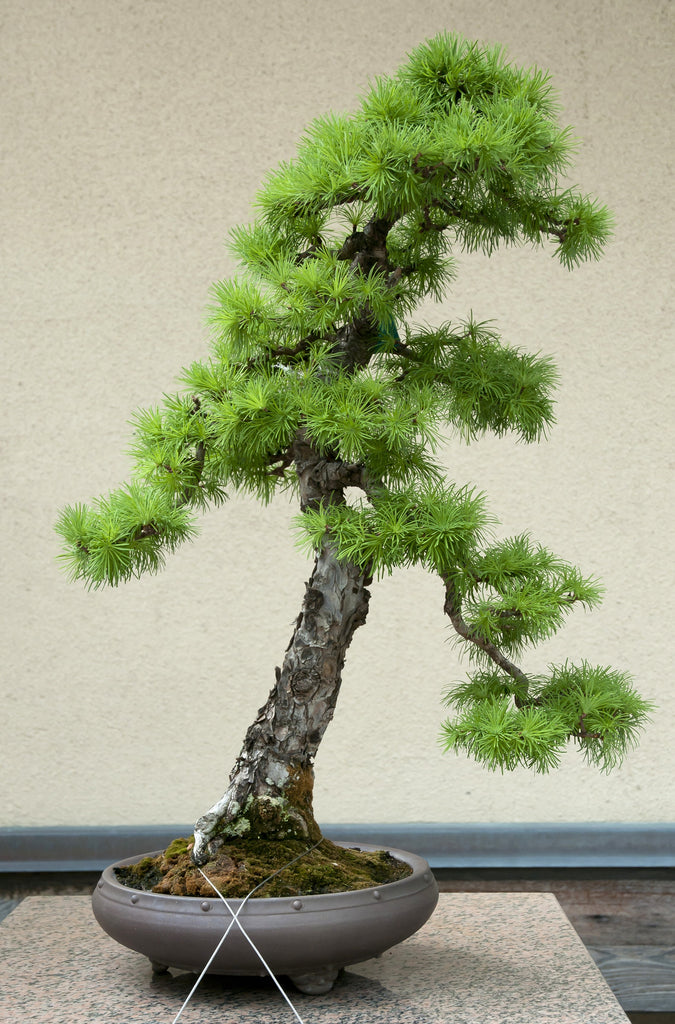 larch bonsai tree Japanese Larch (Larix kaempferi) - Potted