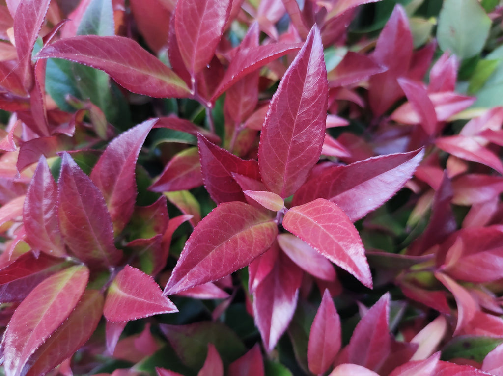 Leucothoe SCARLETTA® 'Zeblid'