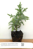 Juniperus squamata 'Loderi' - Dwarf Tree for Rock Gardens, Landscape, Bonsai & Miniature Railroad Layouts