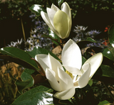 'Kay Parris'  Evergreen Southern Magnolia. 20-28 inch tall - Very fragrant flowers from May to September.