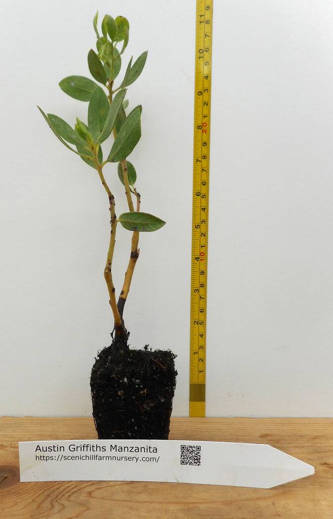 where to buy bonsai trees in austin Manzanita