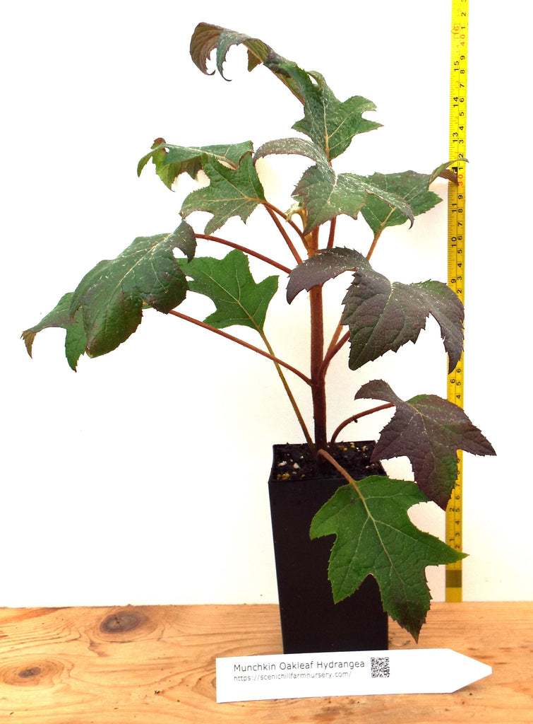 munchkin potted plant Munchkin Oakleaf Hydrangea (Hydrangea quercifolia)