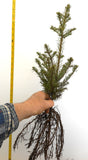 Abies procera, Noble Fir Seedlings- Potted 1 Year, Potted 2 year, and 2 year Bare Root