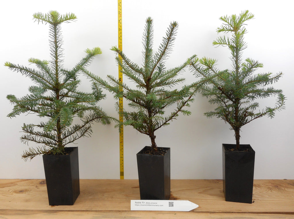 fir tree house plant Noble Fir Seedlings
