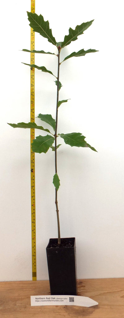 red oak indoor plant Northern Red Oak