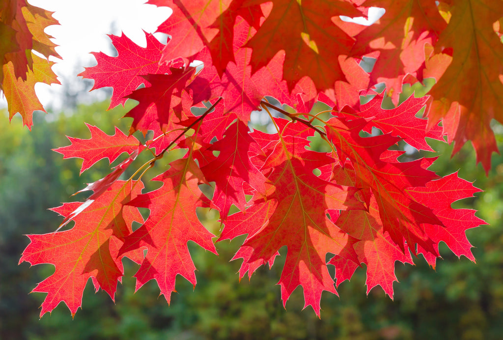 red oak house plant Northern Red Oak