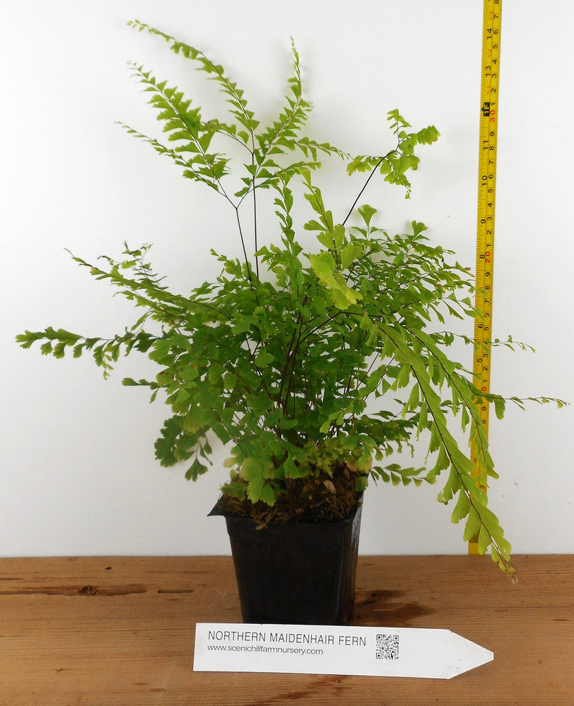 maidenhair fern indoor house plant Northern Maidenhair Fern (Adiantum pedatum)