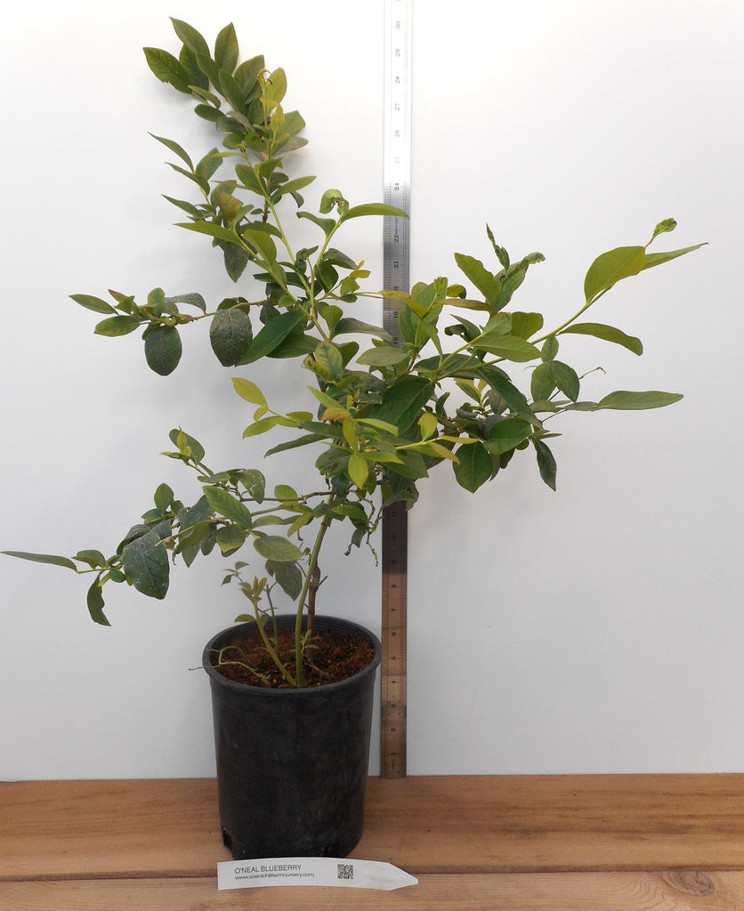blueberry plant pot O'Neal Southern Highbush Blueberry - Large Gallon Containers