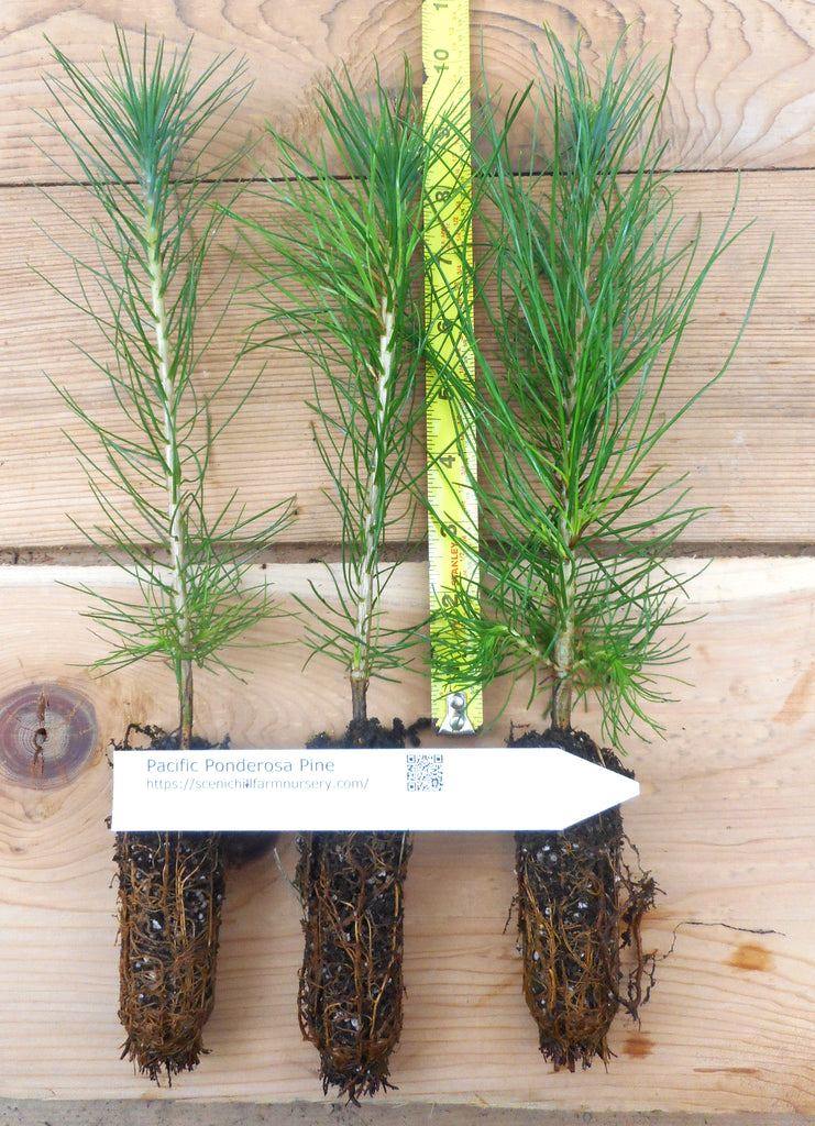 planting ponderosa pine seeds Ponderosa Pine Seedlings- Pacific and Columbia sub species- Landscape or Bonsai