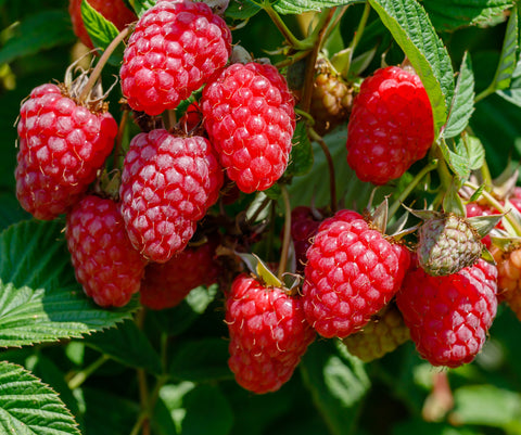 Polana Everbearing Raspberry Bare Root Plants - Early Season for Northern and High Elevation Areas- Free Shipping