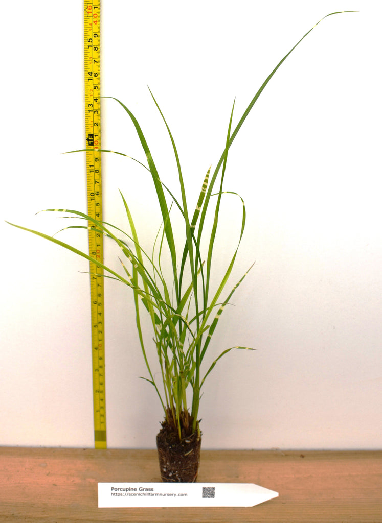 potted grass plant Porcupine Grass - Similar to Zebra Grass
