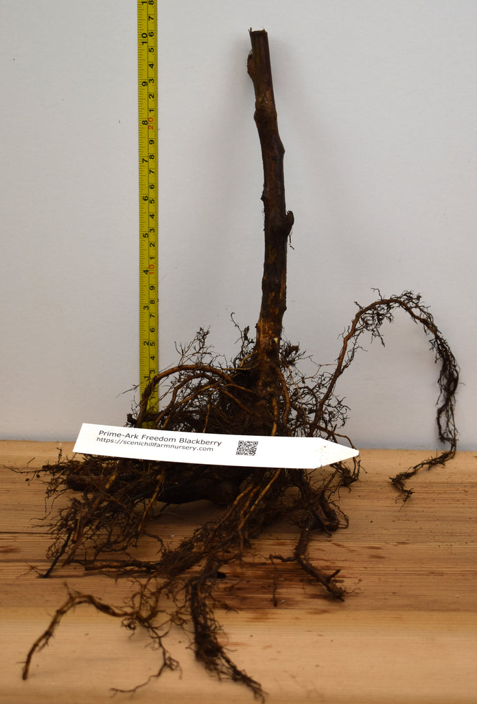 Prime-Ark® Freedom Blackberry - Bare Root plants - Thornless - 2 Prime-Ark® Freedom Blackberry - Bare Root plants - Thornless - 2