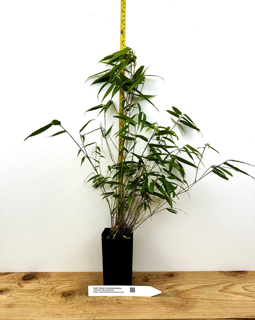 bamboo indoor plant Fargesia dracocephala 'Rufa'