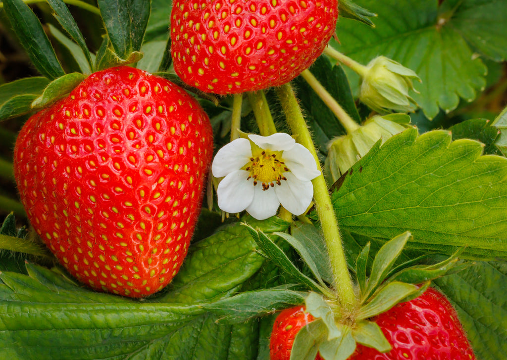 san andreas strawberry seeds Bare Root San Andreas Everbearing Strawberry -High Yielding, Day Neutral, X Large Berries- Zone 4-10