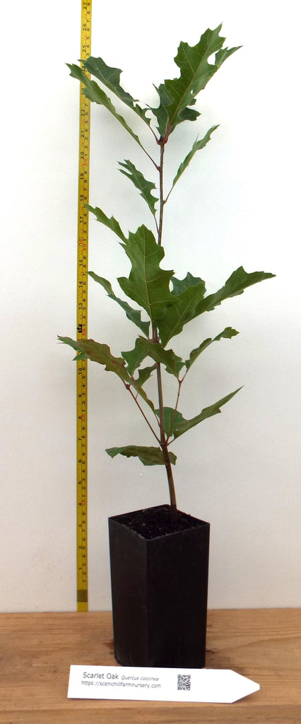 red oak house plant Scarlet Oak - Quercus coccinea