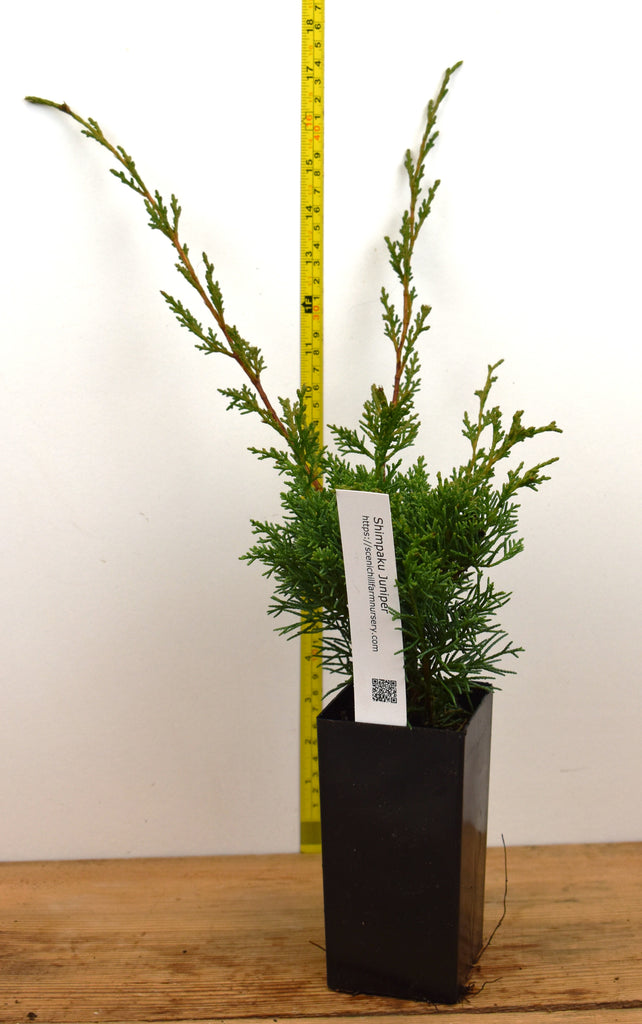 Shimpaku Chinese juniper - Specimen or Bonsai – Scenic Hill Farm