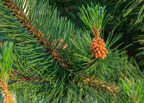 Shore Pine, (Pinus contorta var. contorta) - Landscape, Pre Bonsai, or Fire Wood