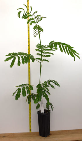 Silk Trees (Albizia julibrissin)  Mimosa - Live Potted Trees
