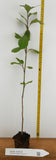 Simon Poplar- Great for windbreaks and Shade Trees- Very Drought Tolerant