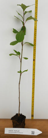 Simon Poplar- Great for windbreaks and Shade Trees- Very Drought Tolerant