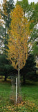 Simon Poplar- Great for windbreaks and Shade Trees- Very Drought Tolerant