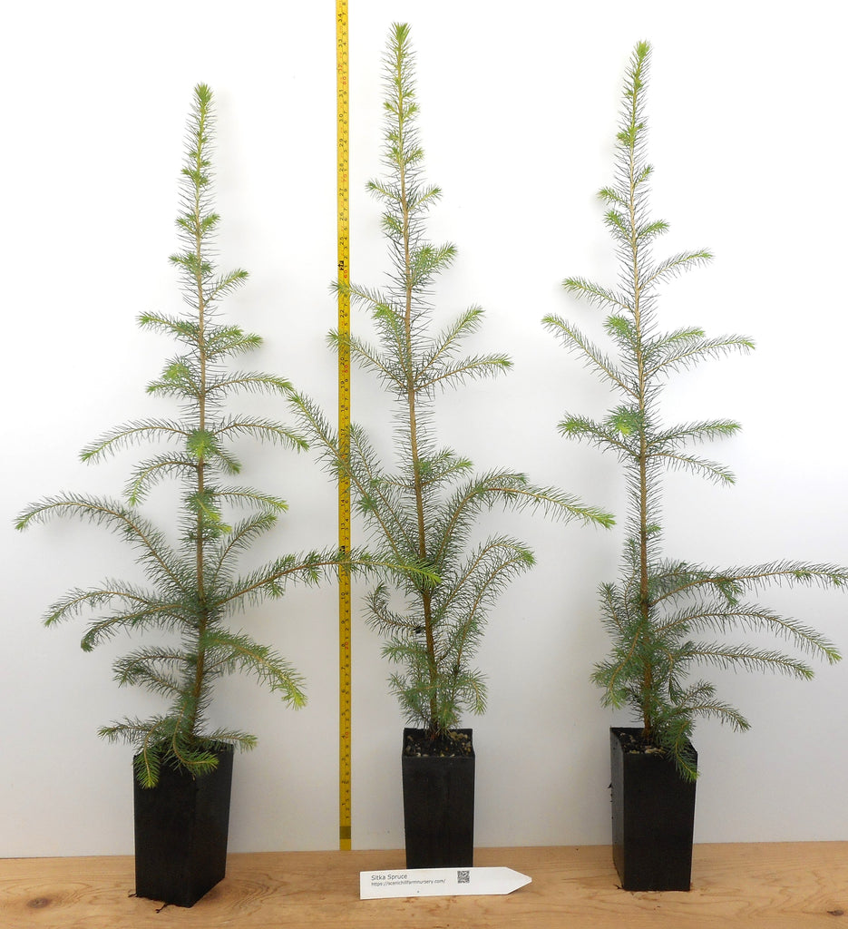 indoor spruce plants Sitka Spruce (Picea sitchensis)
