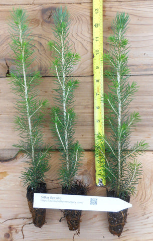 Sitka Spruce (Picea sitchensis) - Windbreak, Timber, Landscape or Wildlife Tree