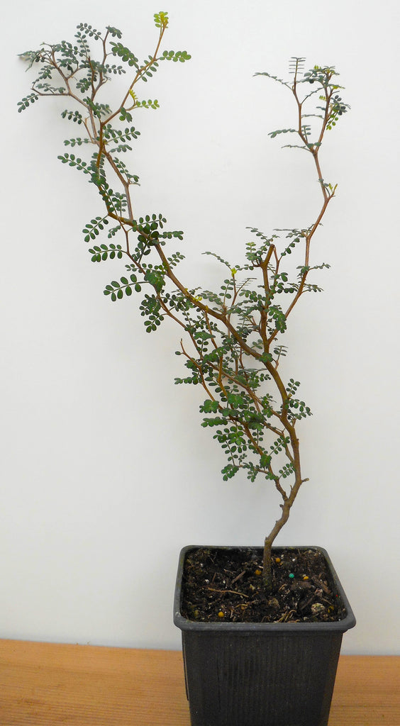 sophora plant indoor Sophora prostrata Little Baby Pre Bonsai Trees - 2 Year Old - 10-14 inch Tall