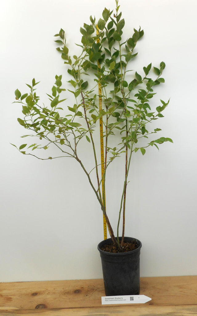 blueberry plants grow in pots Sweetheart Blueberry Plants- Large Gallon Containers- 2 Crops per year