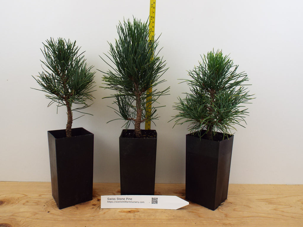 nut bonsai tree Swiss Stone Pine