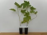 Thimbleberry- Potted Plants- Rubus parviflorus - Native plant - Richer Flavor Than Raspberries