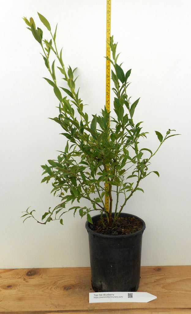 blueberry plant pot Top Hat Blueberry Plants- Late Season- Large One Gallon Containers – Scenic Hill Farm Nursery