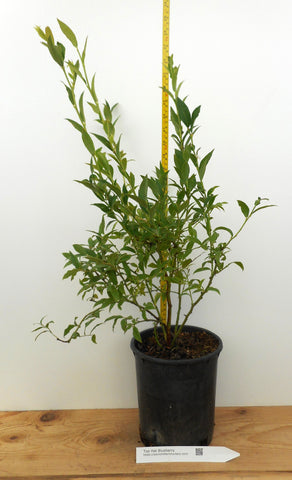 Top Hat Blueberry Plants- Late Season- Large One Gallon Containers