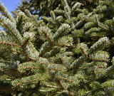 Turkish Fir - 3 YR. Bare Root Trees - Specimen, Windbreak or Christmas Tree