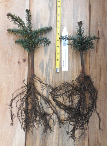 Turkish Fir - 3 YR. Bare Root Trees - Specimen, Windbreak or Christmas Tree