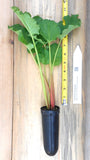 Victoria Rhubarb- Potted Plants- Juicy Stalks With Good Flavor! Heavy Yields.