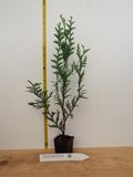 Thuja Plicata 'Virescens' Western Red Cedar- A Substitute For Leyland Cypress