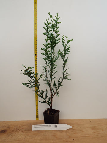 Thuja Plicata 'Virescens' Western Red Cedar- A Substitute For Leyland Cypress
