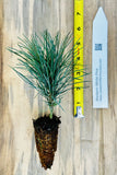Western White Pine (Pinus monticola)  Windbreaks, Wildlife Gardens, Erosion Control & Reforestation