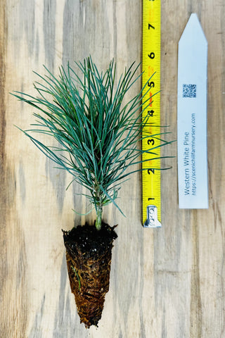 Western White Pine (Pinus monticola)  Windbreaks, Wildlife Gardens, Erosion Control & Reforestation
