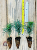 Western White Pine (Pinus monticola)  Windbreaks, Wildlife Gardens, Erosion Control & Reforestation