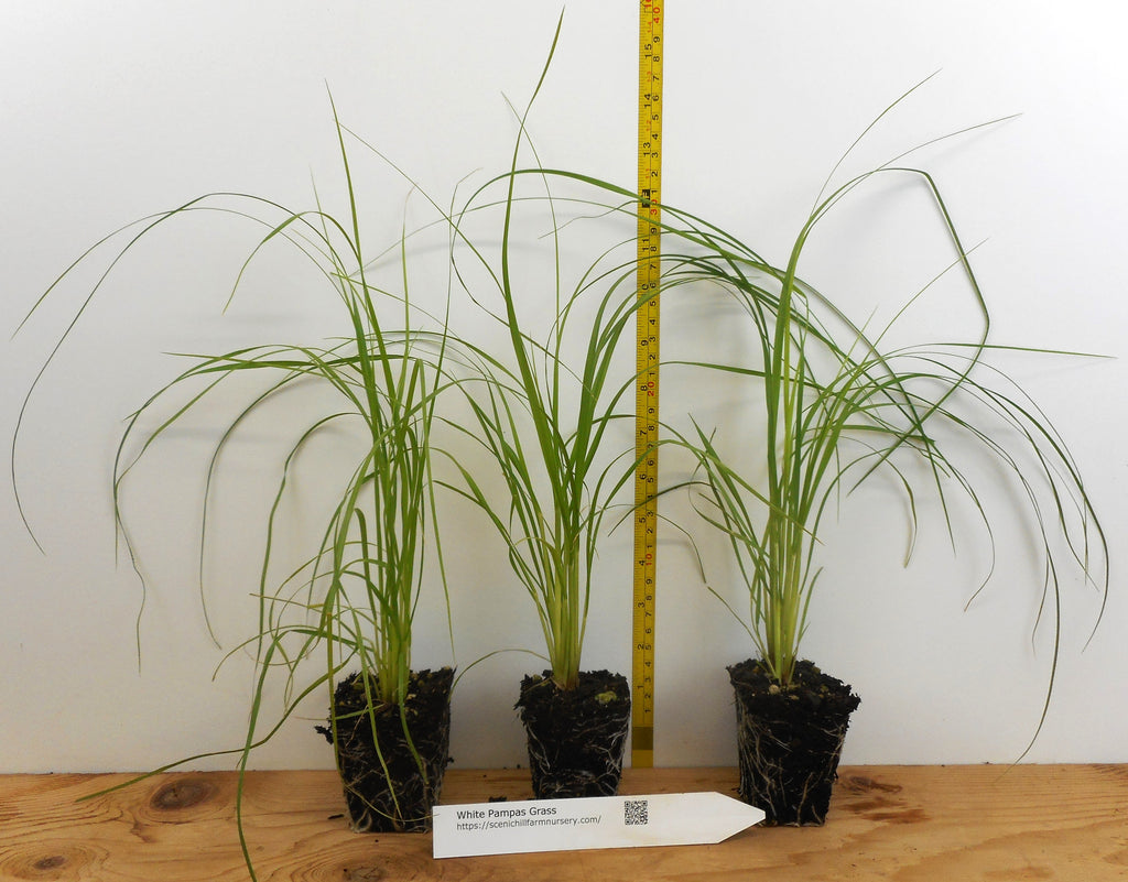 White Pampas Grass Plants - Cortaderia Selloana